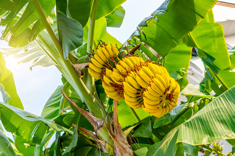 Tendencias olfativas de verano. Ripe,Yellowing,Bananas,Hang,In,Clusters,On,Banana,Plantations.,Industrial